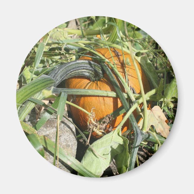 Imã Pumpkin Na Fotografia Da Vinha (Frente)