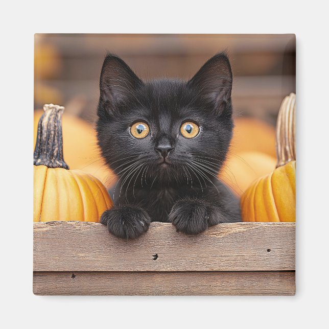 Imã Pumpkin Patch Kitten (Frente)