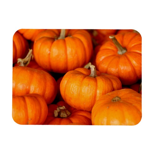 Ímã Pumpkins (Horizontal)