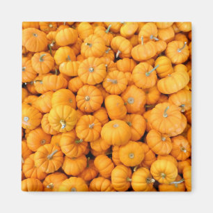 Imã Pumpkins de Colheita de Pequeno Laranja
