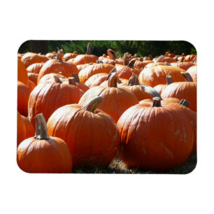 Ímã Pumpkins Foto para Queda, Dia das Bruxas ou Ação