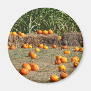 Imã Pumpkins, Milho e Fotografia de Colheita de outono