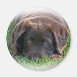 Imã Puppia de chocolate