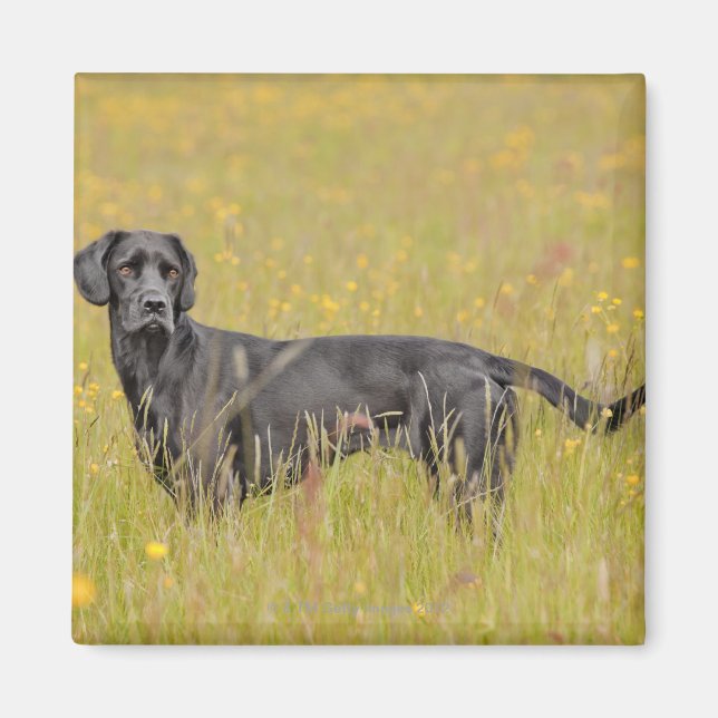 Imã Puppy 16 Meses (Frente)