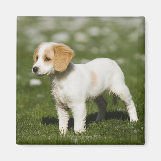 Imã Puppy 3 (Frente)