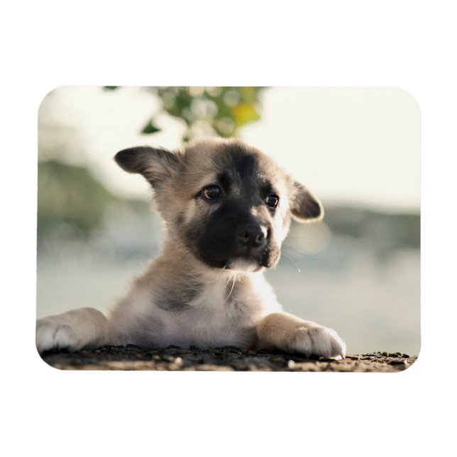 Ímã Puppy do german shepherd sobre a borda (Horizontal)