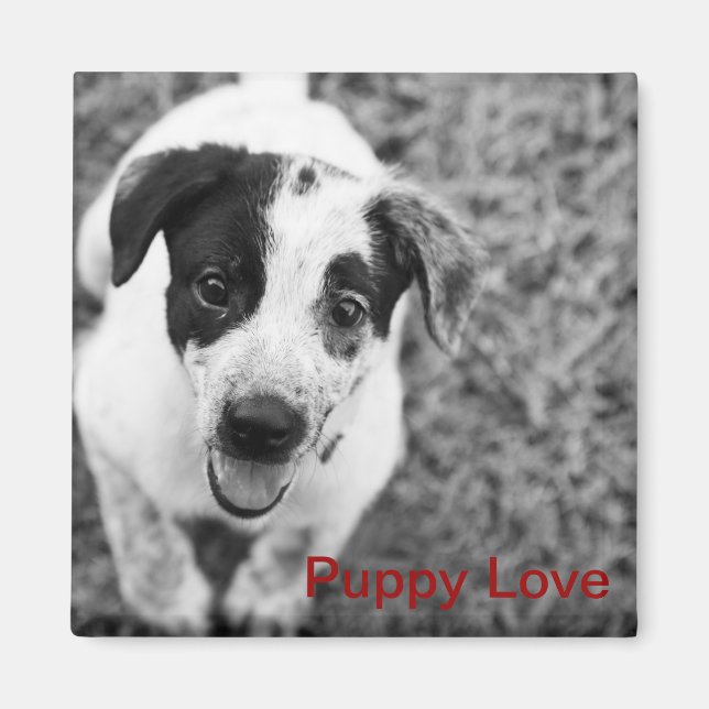 Imã Puppy Love (Frente)