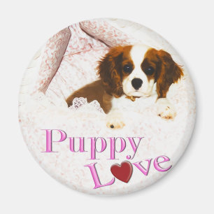 Imã Puppy Love Cavalier King Charles Spaniel Magnet
