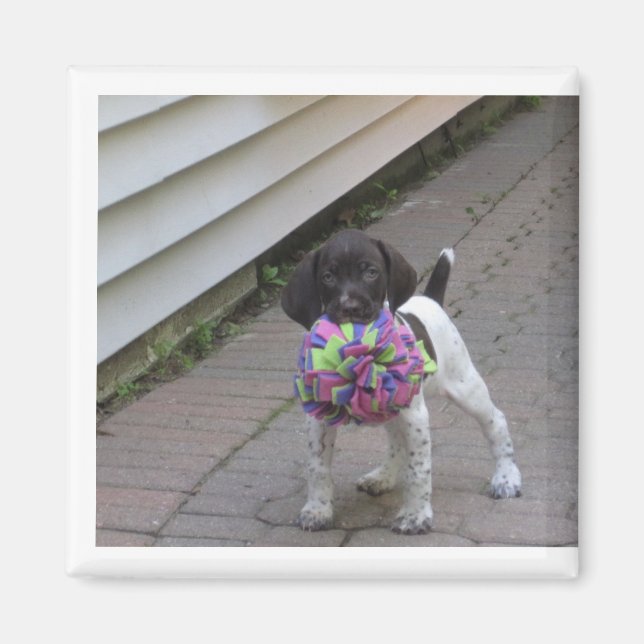 Imã puppy magnet (Frente)