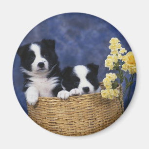 Imã Puppy Picture