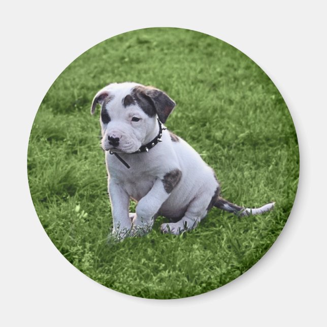 Imã Puppy Pit Bull T-Bone (Frente)