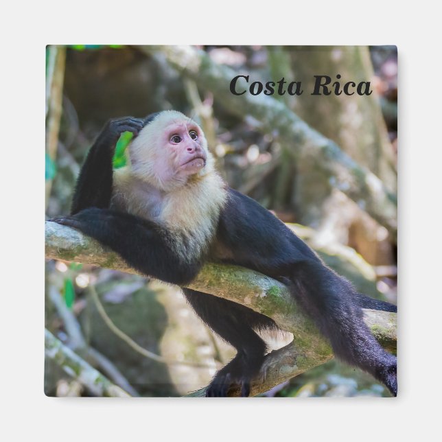 Imã Pura vida para macaco capuchinho branco (Frente)
