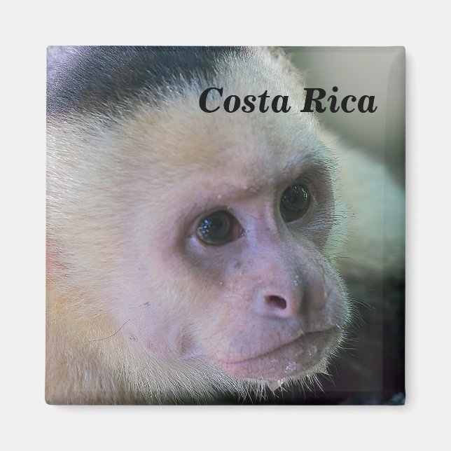 Imã Pura vida para macaco capuchinho de cabeça branca (Frente)