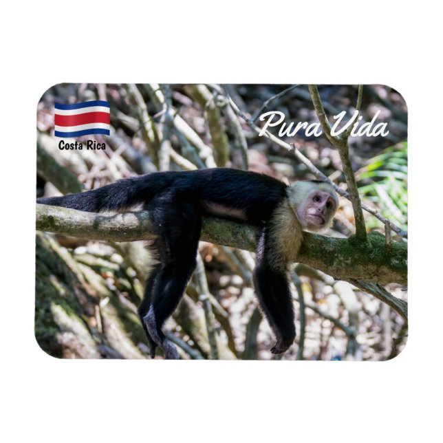 Ímã Pura vida para macaco capuchinho de cabeça branca (Horizontal)