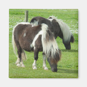 Imã Purebred Shetland Paint Ponies