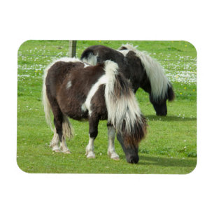 Ímã Purebred Shetland Paint Ponies