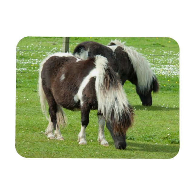 Ímã Purebred Shetland Paint Ponies (Horizontal)
