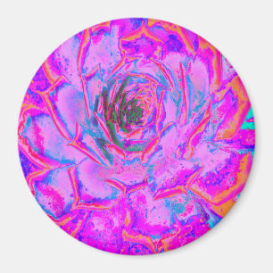 Imã Purple and Magenta Succulent Sedum Rosette