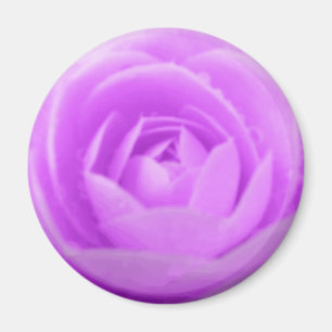 Imã Purple Camellia Magnet