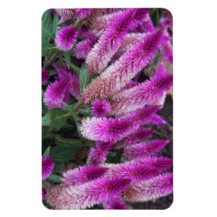 Ímã Purple Celosia