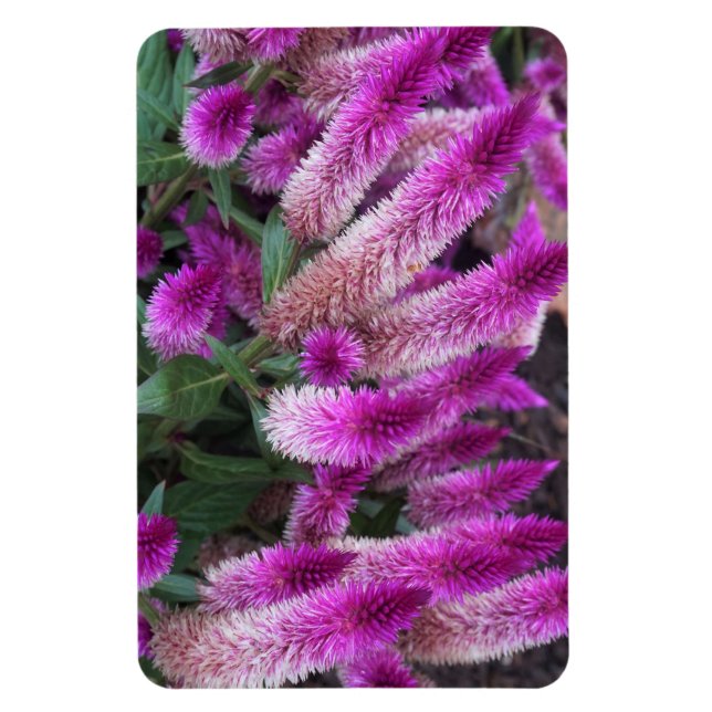 Ímã Purple Celosia (Vertical)