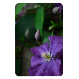 Ímã Purple Clematis