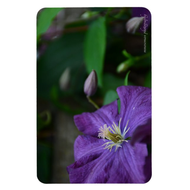 Ímã Purple Clematis (Vertical)