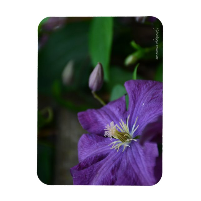 Ímã Purple Clematis (Vertical)