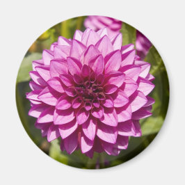 Imã Purple Dahlia Magnet