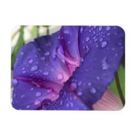 Ímã Purple Dewdrop Morning Glory