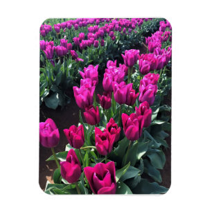 Ímã Purple Flag Tulips, Oregon
