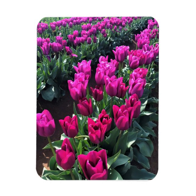 Ímã Purple Flag Tulips, Oregon (Vertical)