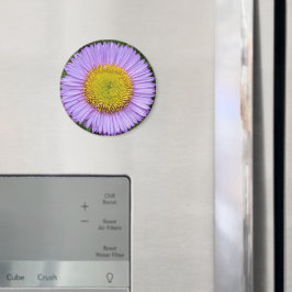 Imã Purple Fleabane Daisy Floral