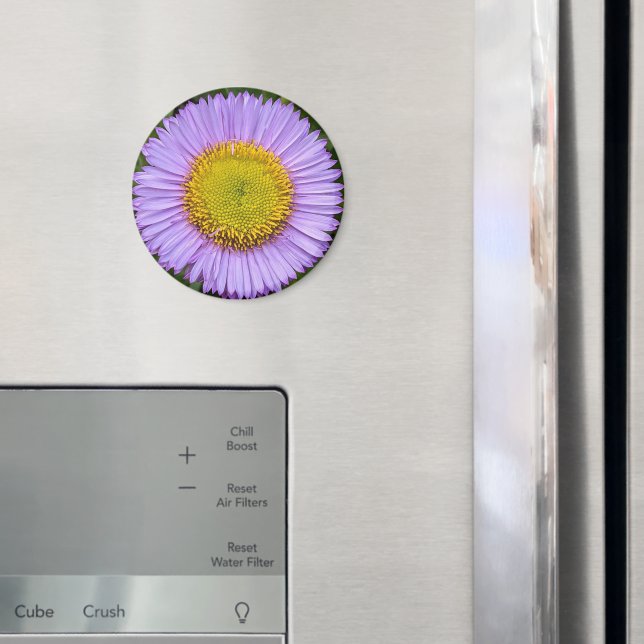 Imã Purple Fleabane Daisy Floral (In Situ (Fridge))