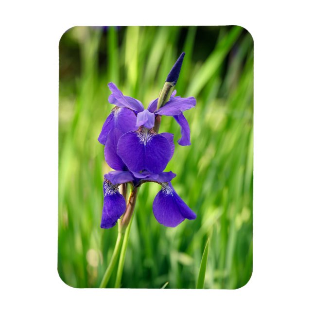 Ímã Purple Iris (Vertical)