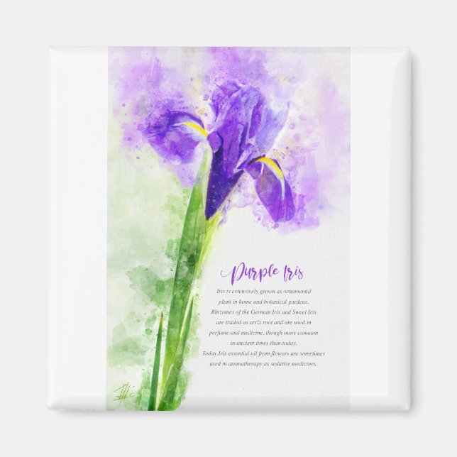 Imã Purple íris (Frente)