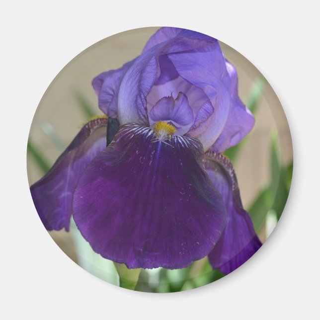 Imã Purple Iris (Frente)