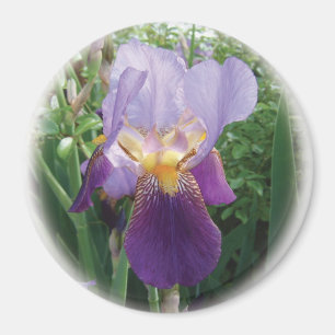 Imã Purple Iris
