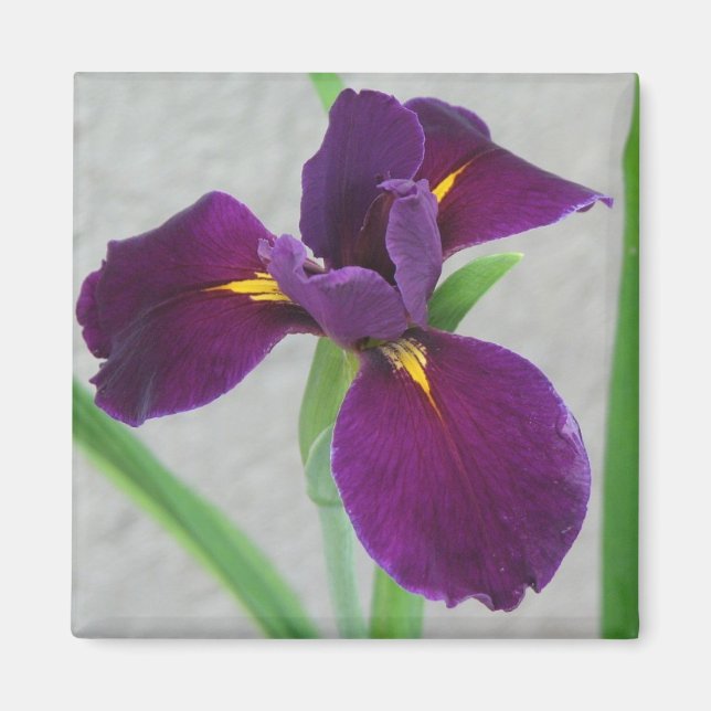 Imã Purple Iris (Frente)