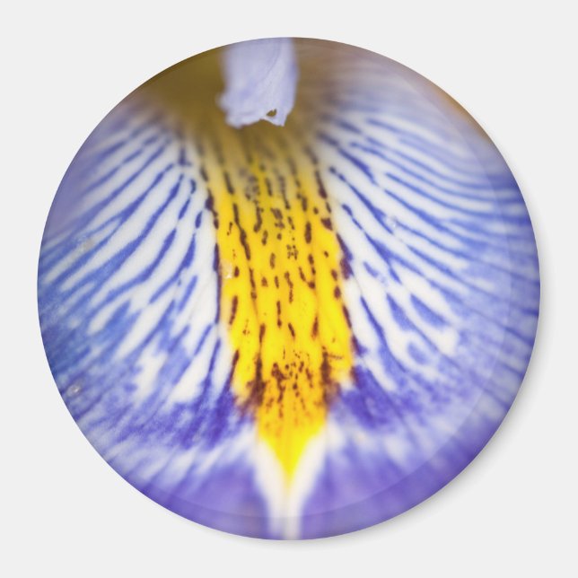 Imã Purple Iris (Frente)