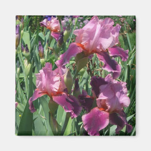 Imã Purple Irises Primavera Floral