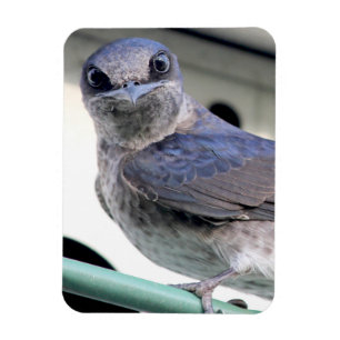Ímã Purple Martin
