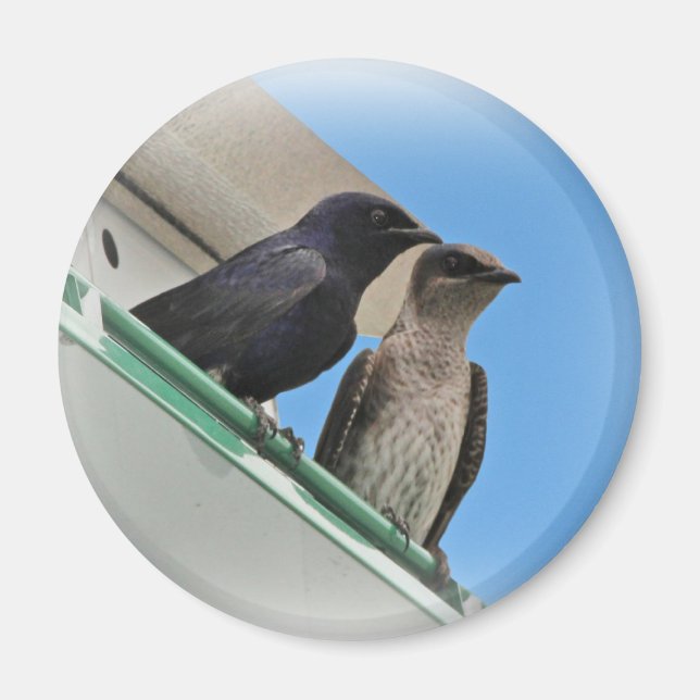 Imã Purple Martin Mates (Frente)