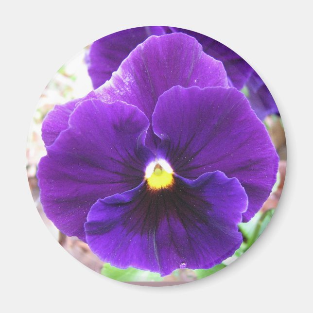 Imã Purple Pansy (Frente)