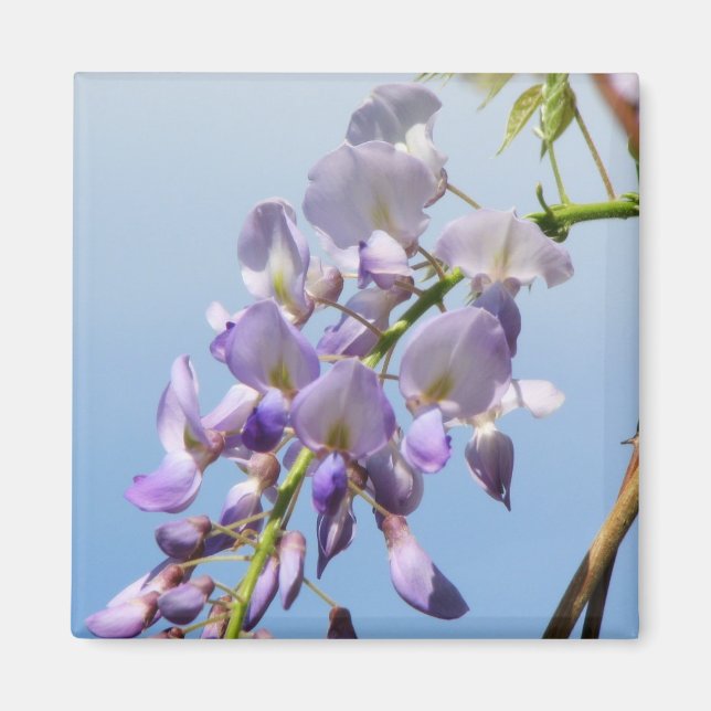 Imã Purple Wisteria (Frente)