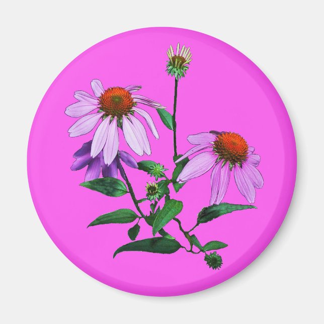 Imã Púrpura Coneflower A Rosa (Frente)