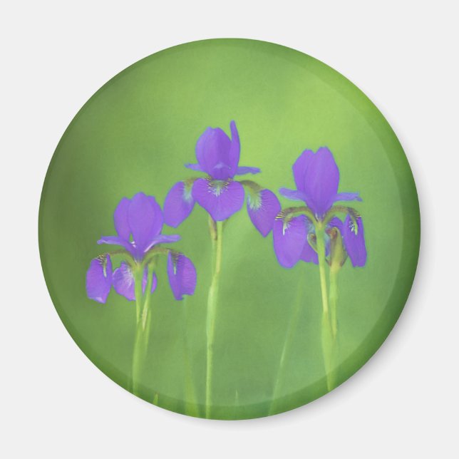 Imã Púrpura Iris - Arte Flor Original (Frente)