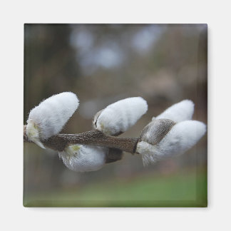 Imã Pussy Willow Magnet