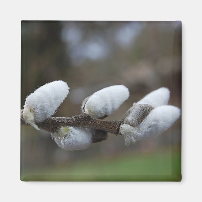Imã Pussy Willow Magnet (Frente)