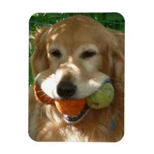 Ímã Puzzle do Golden Retriever & Bolas de Tênis